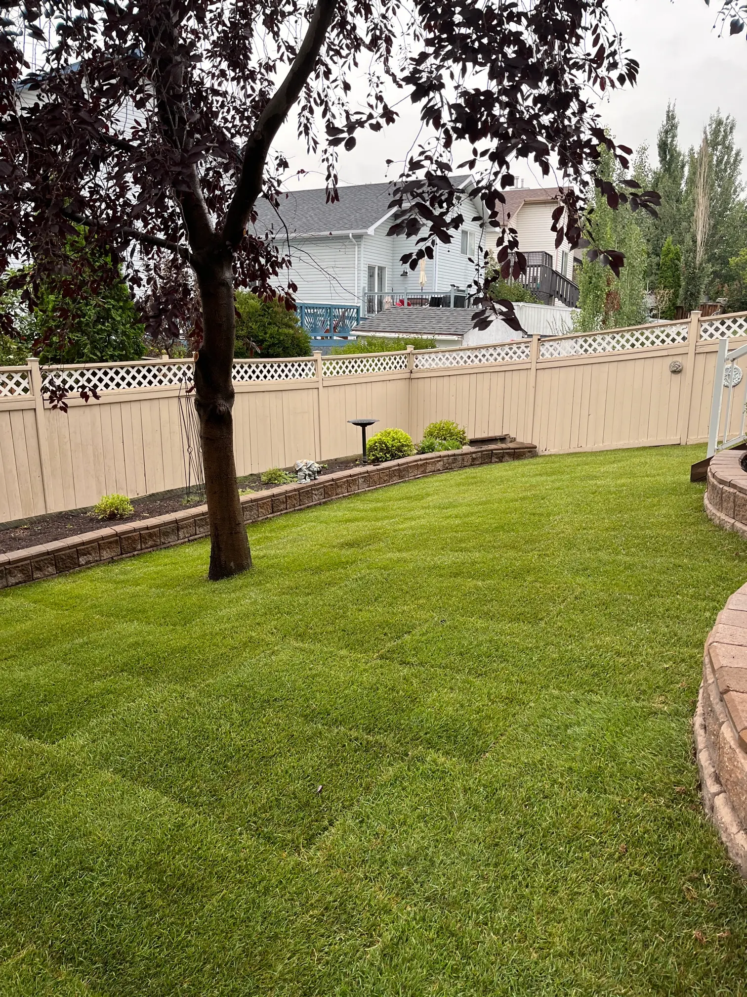 Professional sod installation in backyard with privacy fence