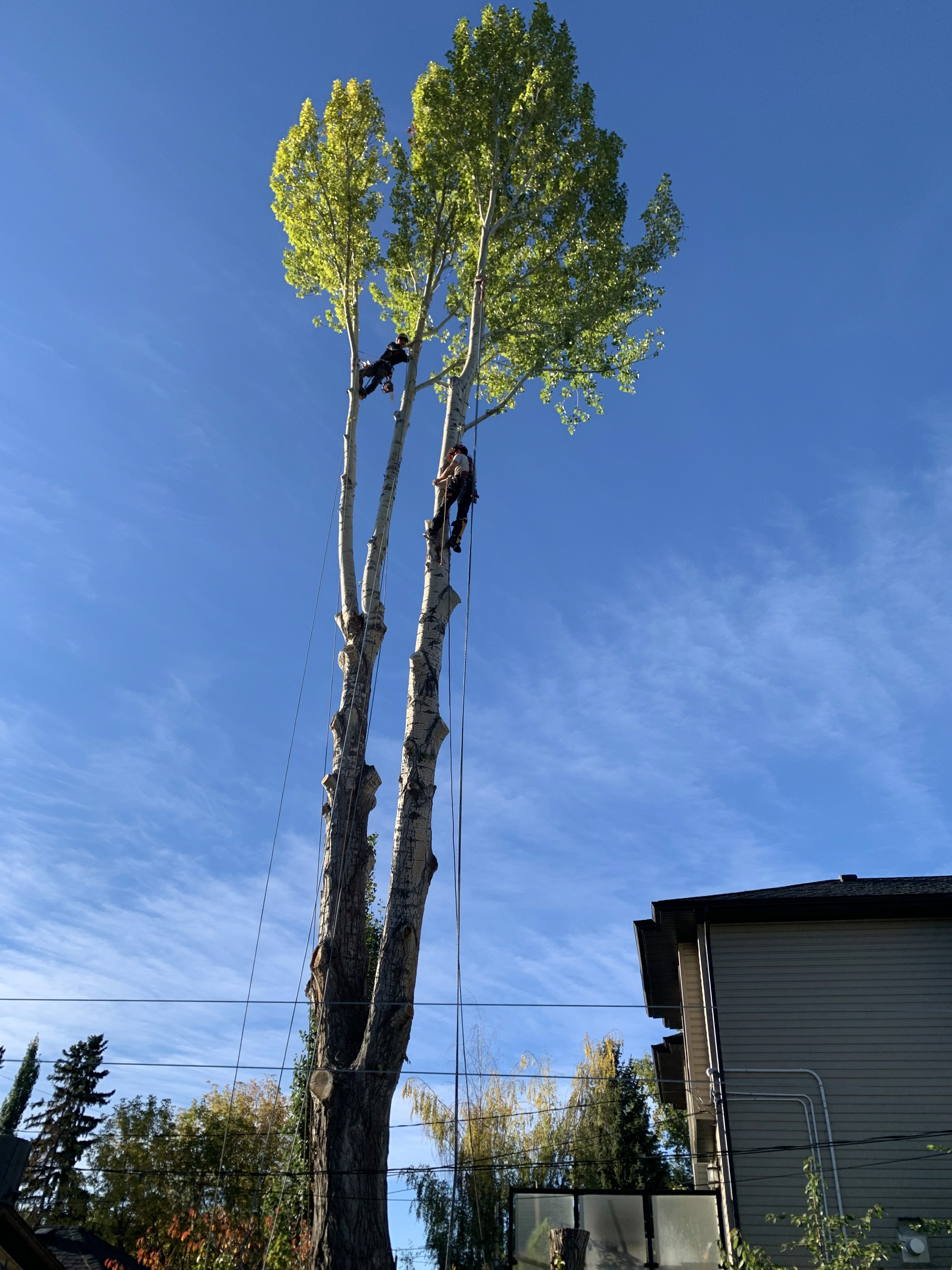 Tree removal equipment and professionals at work
