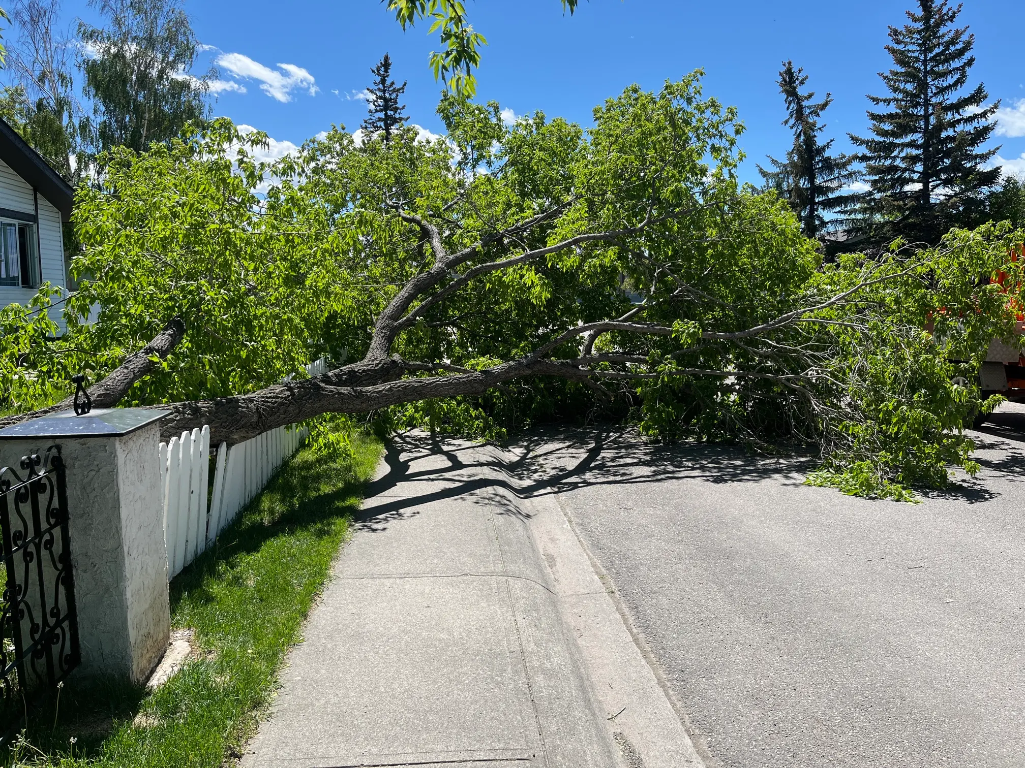 Tree damaged by storm with broken branches